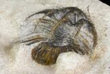 Bargain, Spiny Kolihapeltis Trilobite - Rare Species #141787-5